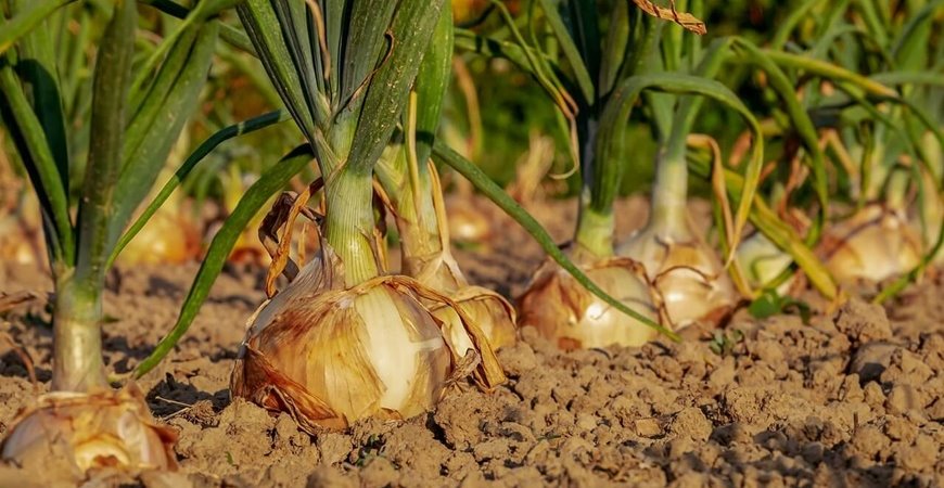 Kako posaditi baštu u svom dvorištu - vodič za početnike
